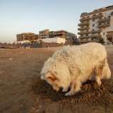 ...scava una buca e si stende l� dentro per stare pi� al fresco...